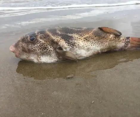 puffer fish on the beach