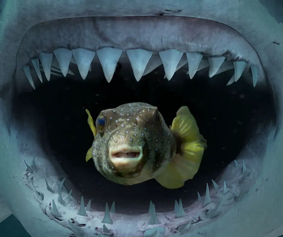 shark teeth and puffer fish
