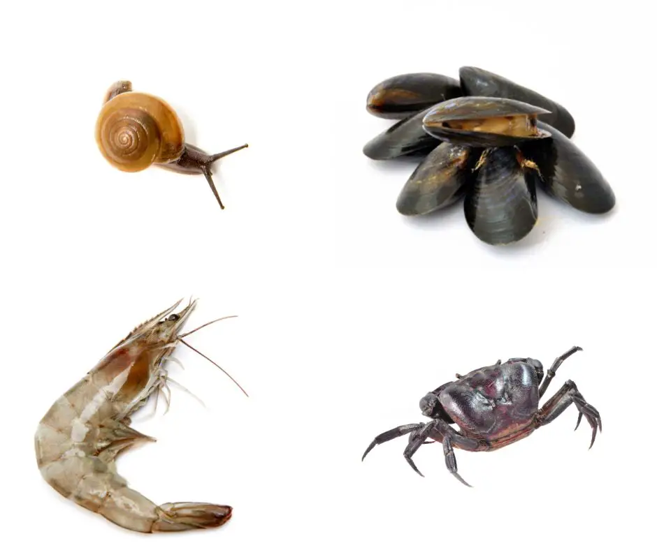 snails, mussels, and crustaceans