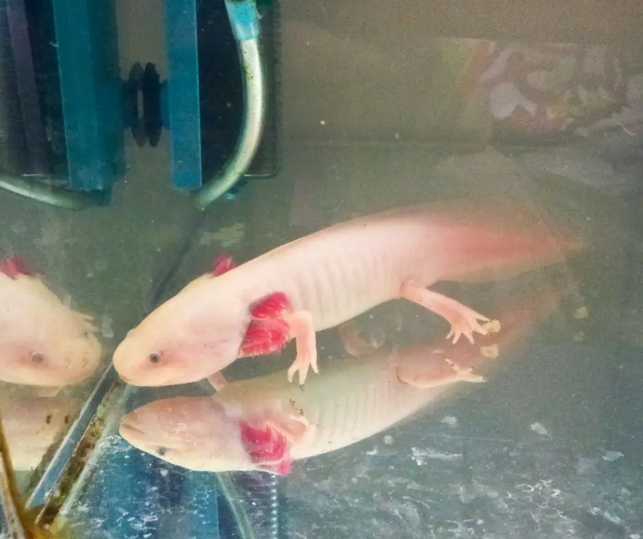 the axolotl in the new aquarium