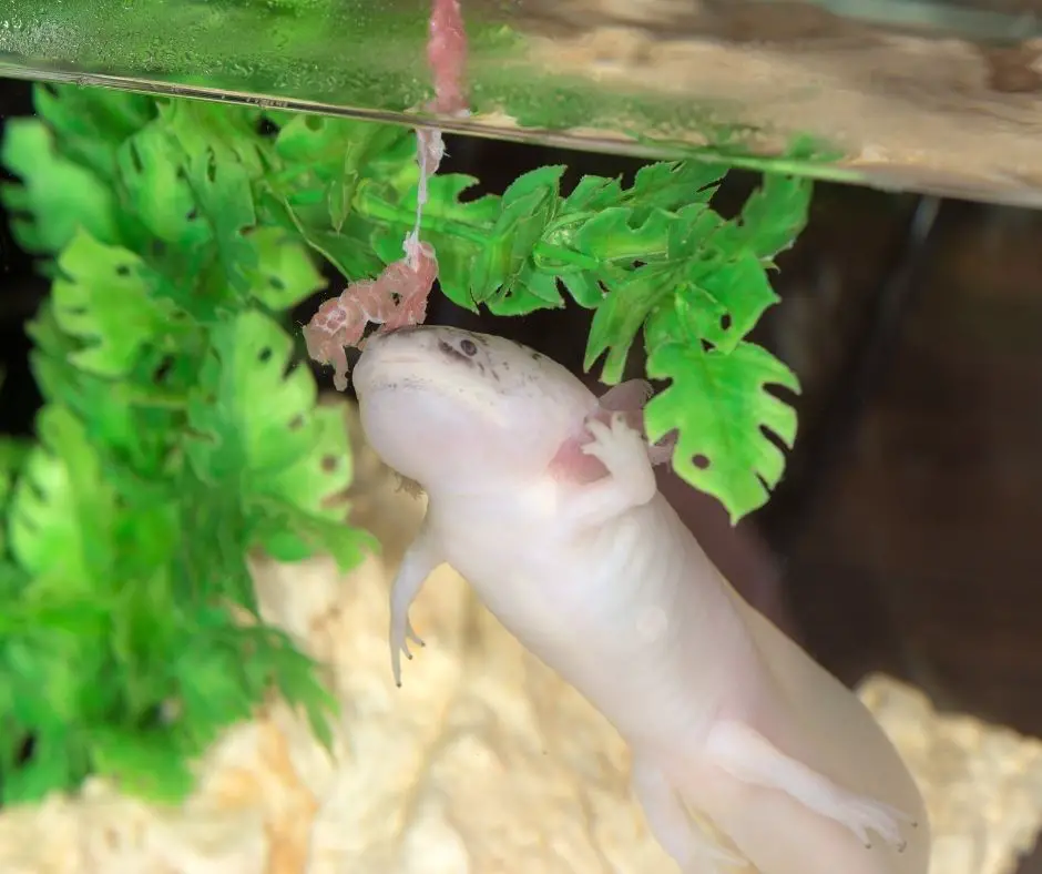 the axolotl is checking the food