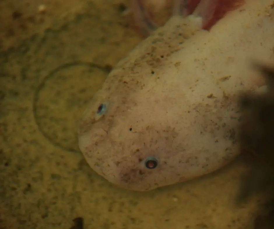 the axolotl is lying in the dirty water tank