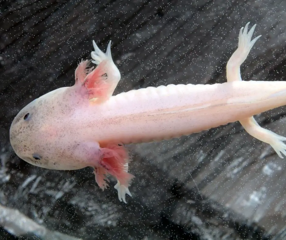 the axolotl refuses to eat and just lies in one place