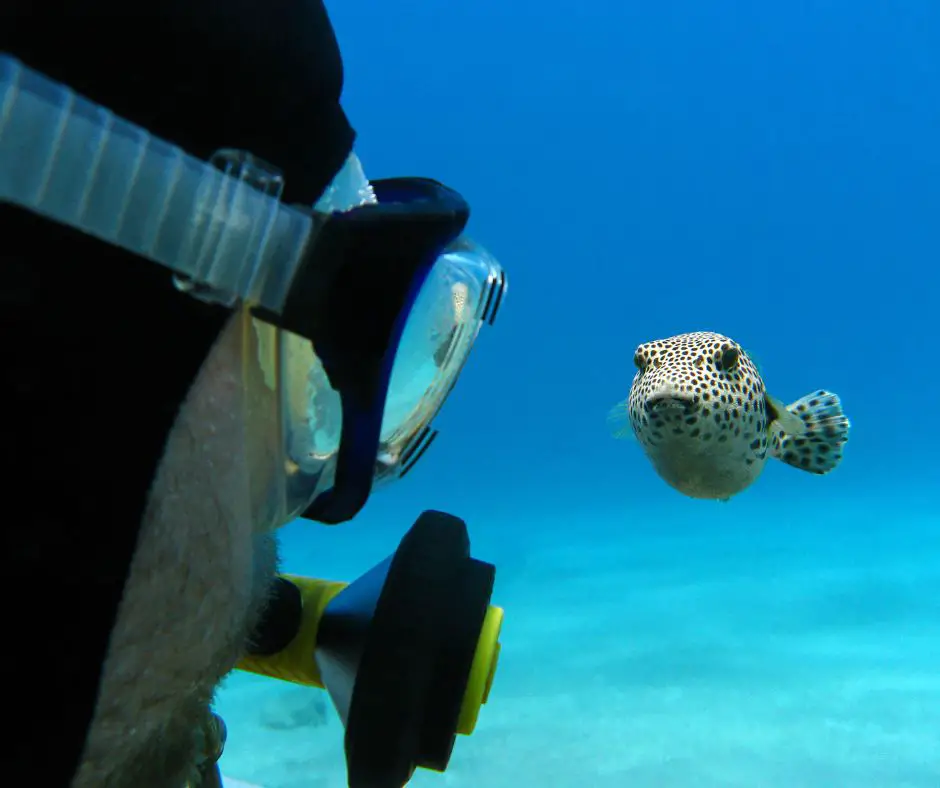 the man and puffer fish looking at each other