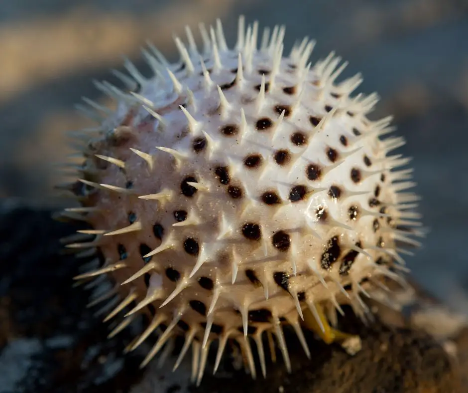  the spikes are present on the Pufferfish’s back and belly