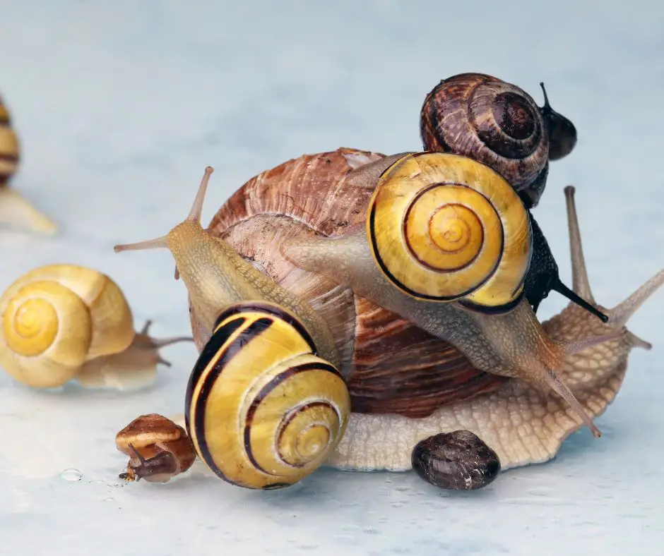too many snails
