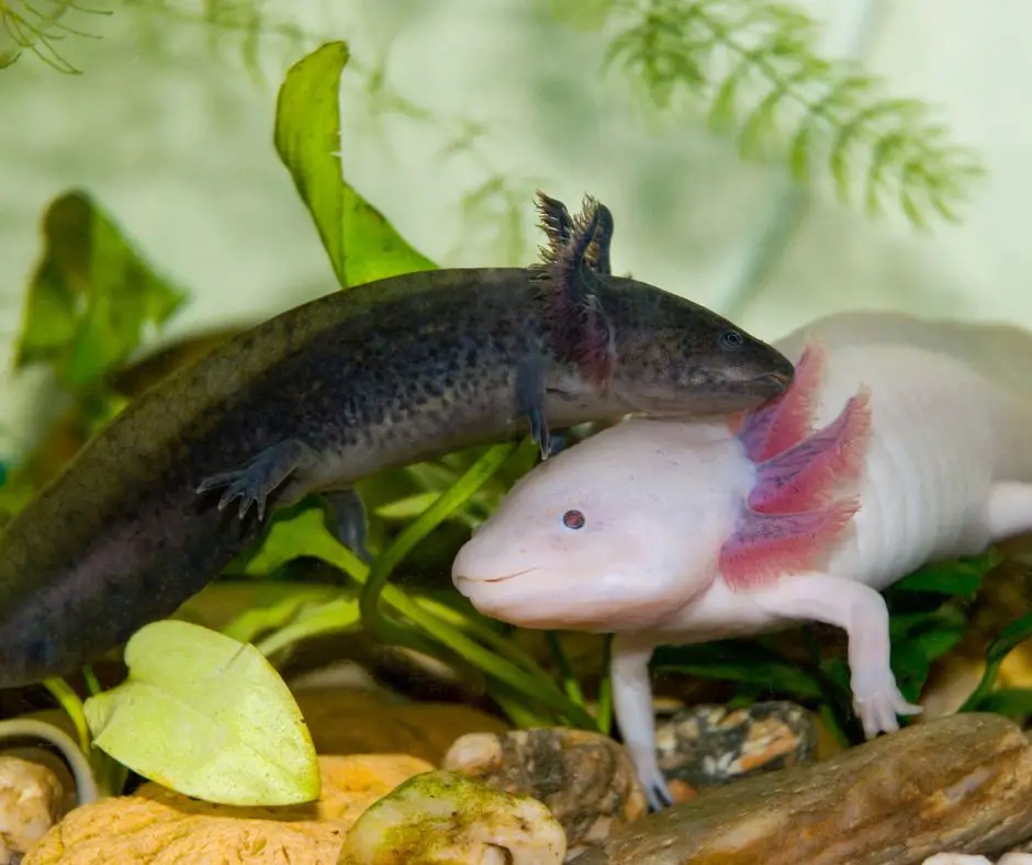 two axolotls  entwined