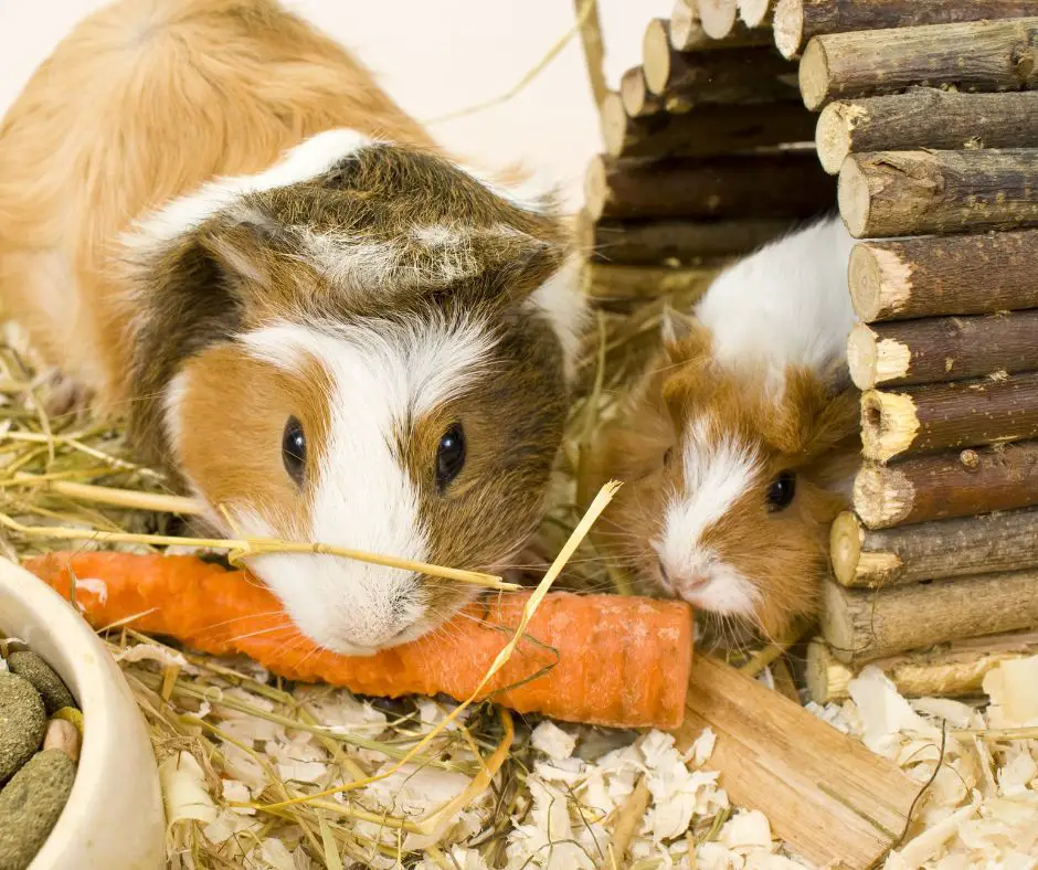 two guinea pigs eating carrots