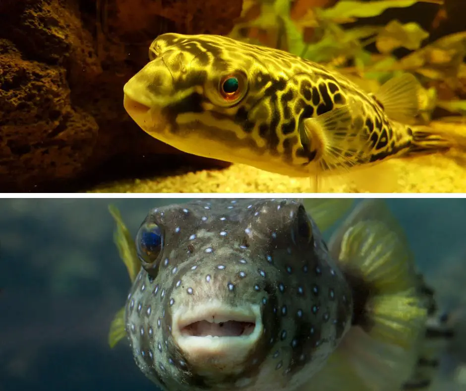 two types of puffer fish with different sized teeth