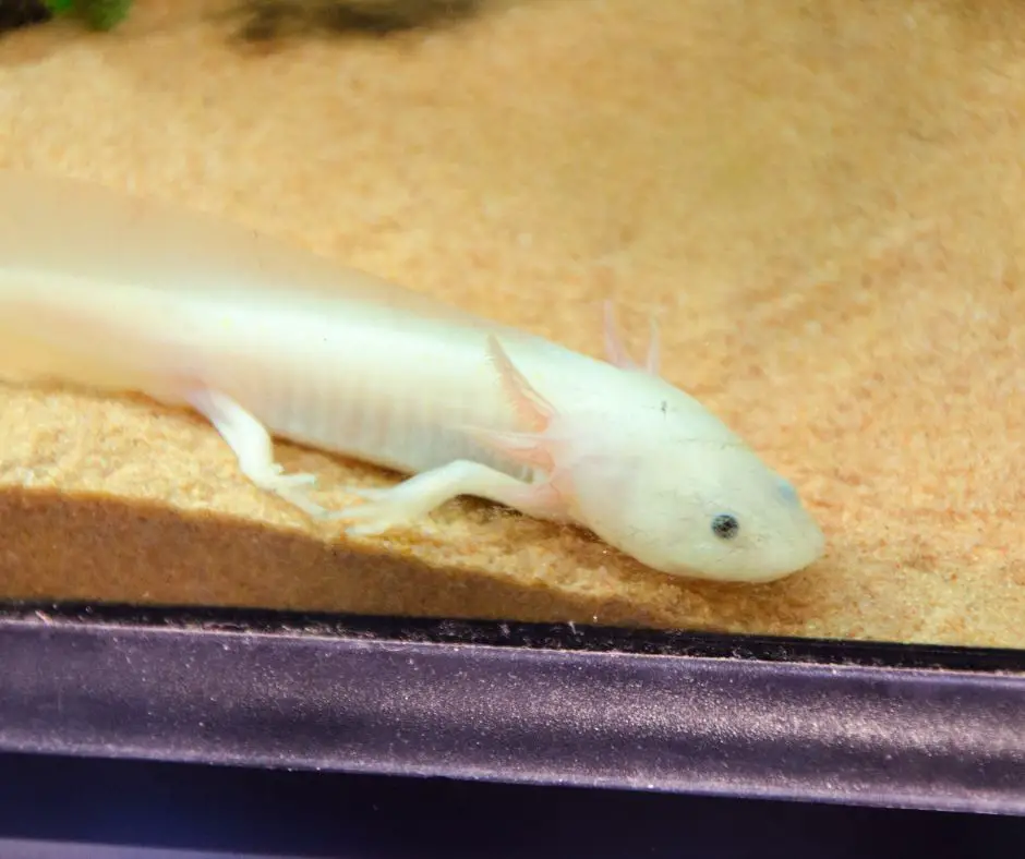 4 Factors Affect Axolotl Growth Rate