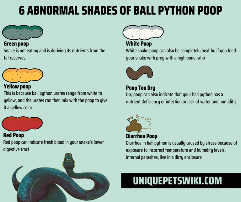 What Does Ball Python Poop Look Like? (Vet Answer)