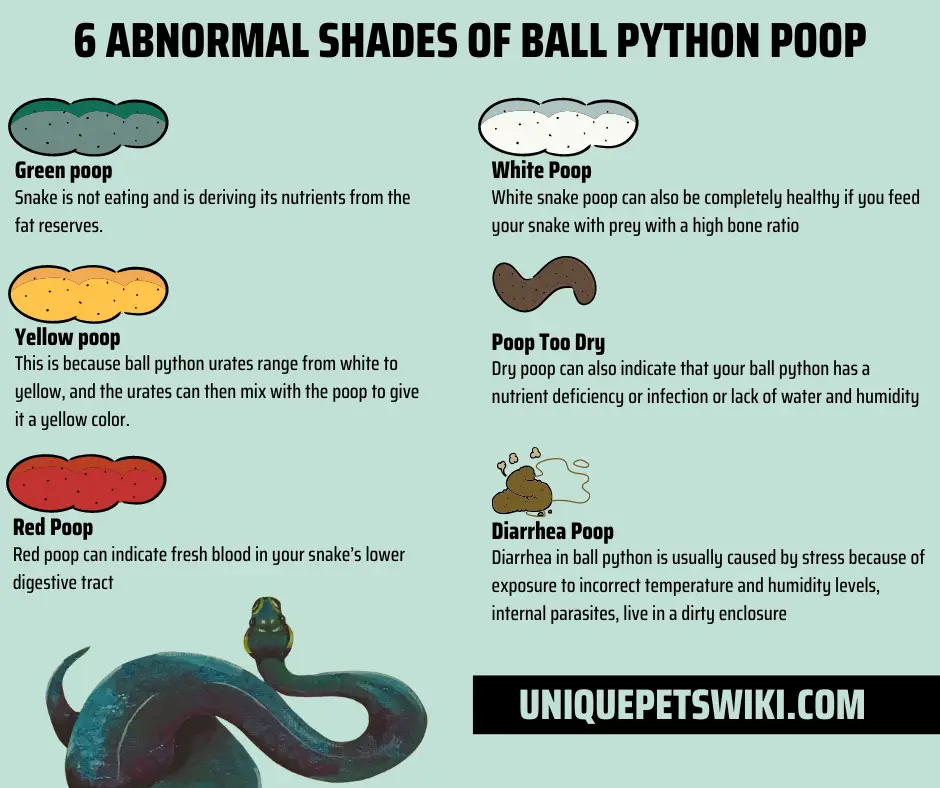 6 Abnormal Shades Of Ball Python Poop