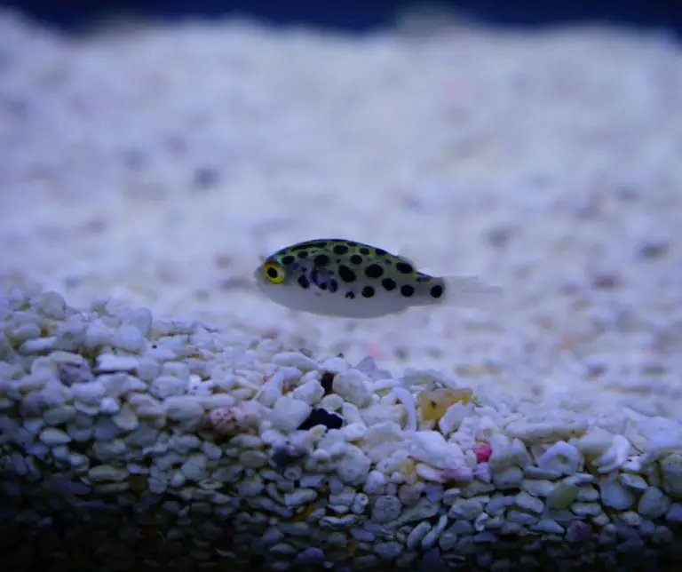 What Fish Can Go With Leopard Puffer?