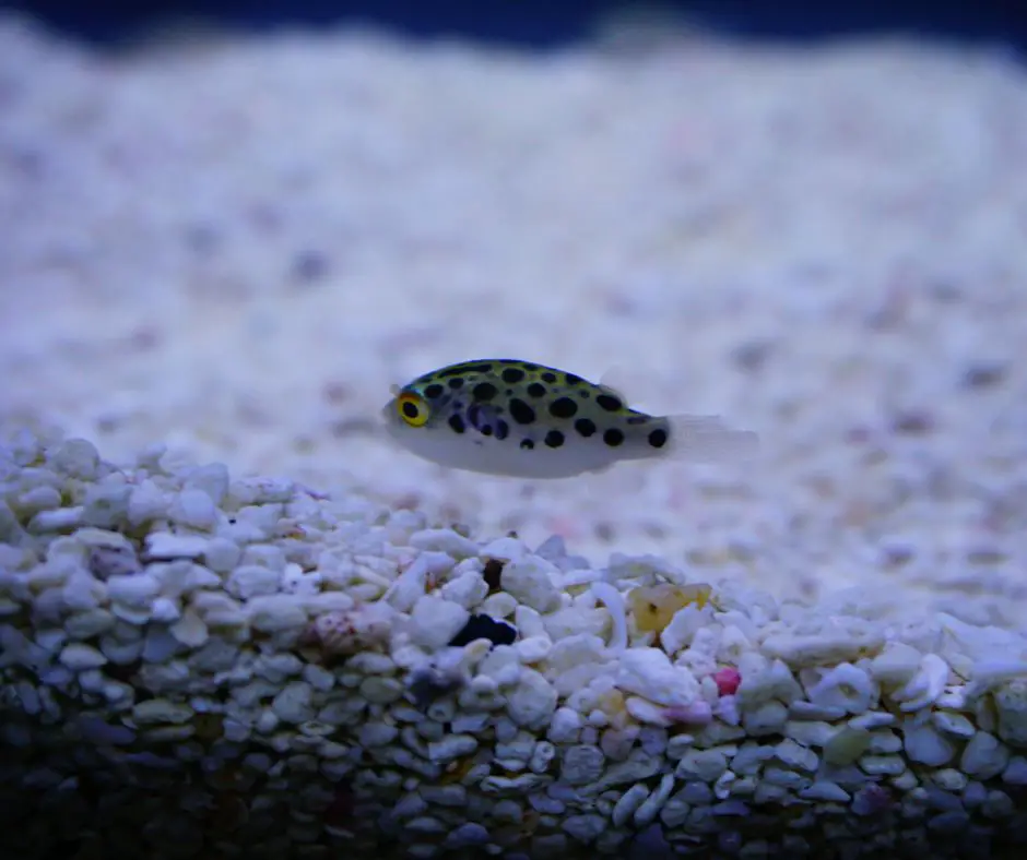 A Leopard Puffer