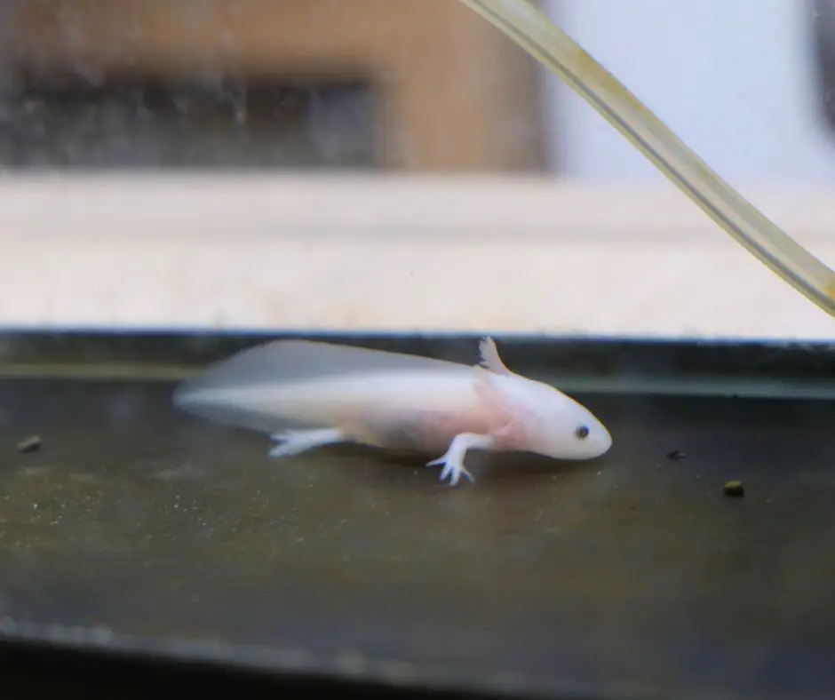 A baby axolotl is living in a large tank