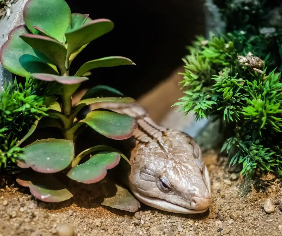 A blue tongued skink is sleeping