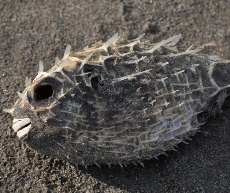 Are Puffer Fish Poisonous When Dead?