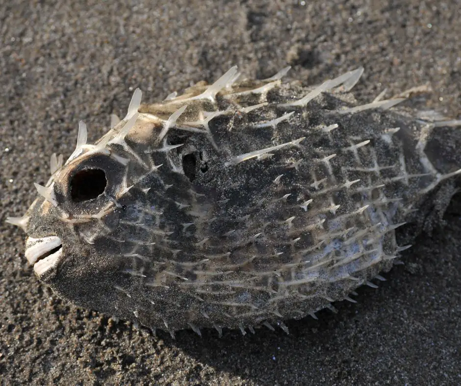 A dried puffer fish
