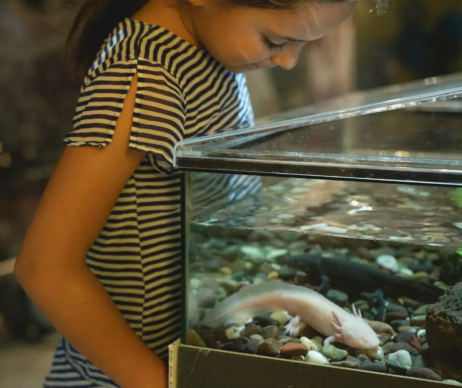 A girl is looking at the axolotl in the tank