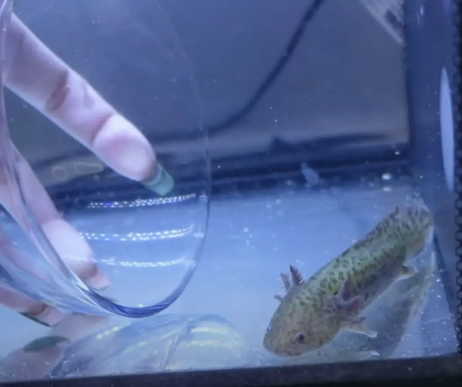 A girl is using a bowl to catch the axolotl