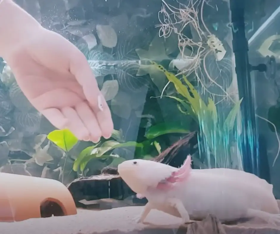 A hand that wants to touch the axolotl