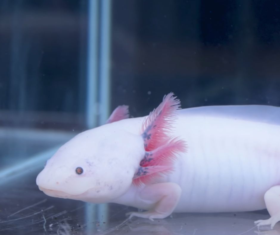 A healthy and happy axolotl