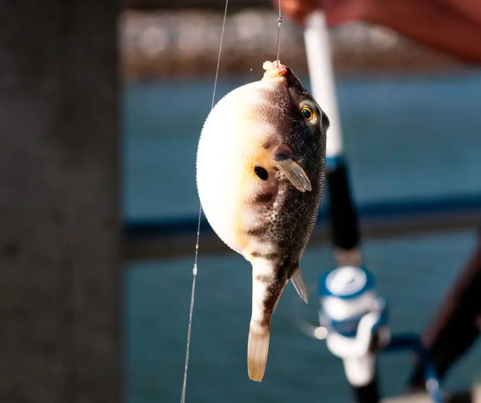 A man caught a puffer fish