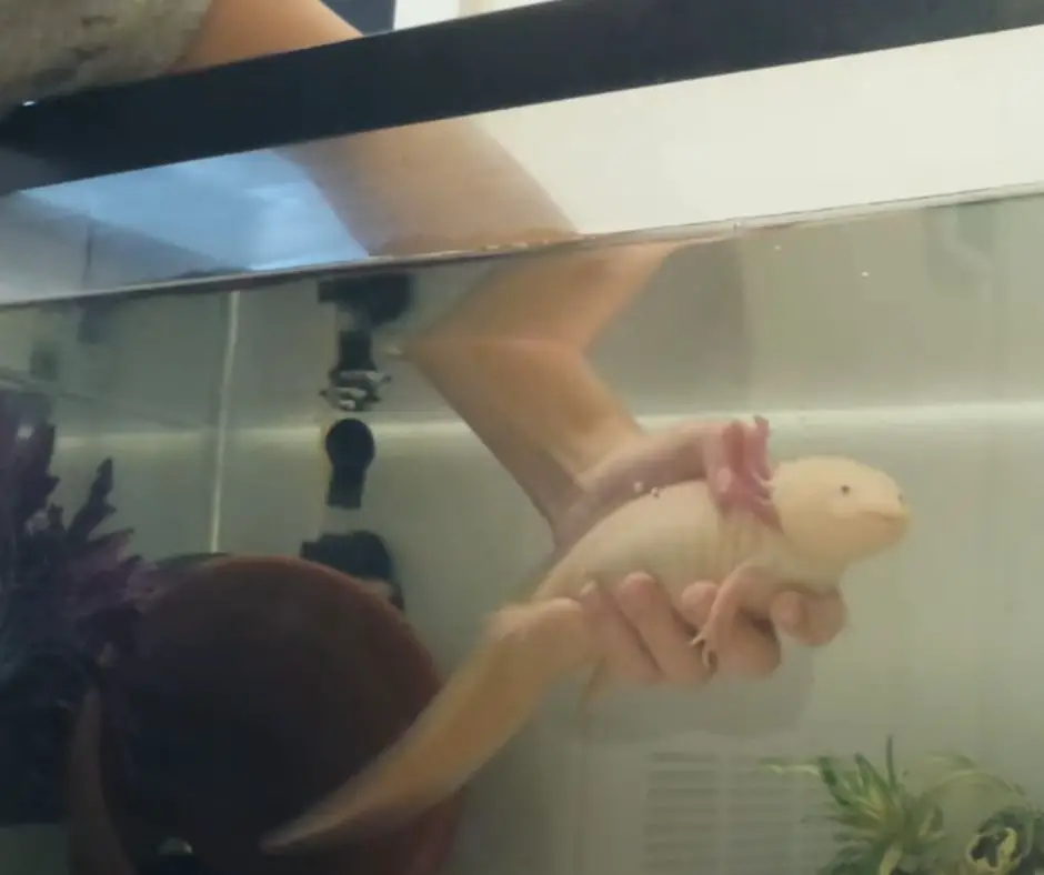 A man is catching axolotl with his hands