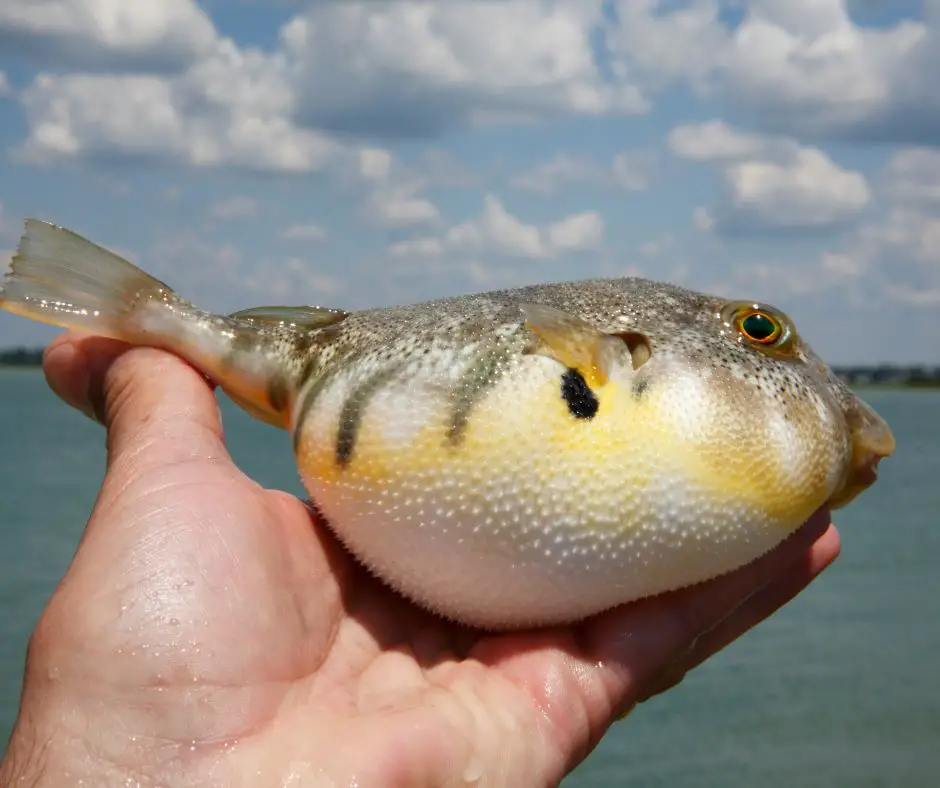 A puffer fish has just been caught