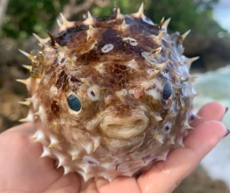 A puffer fish is inflating for defense