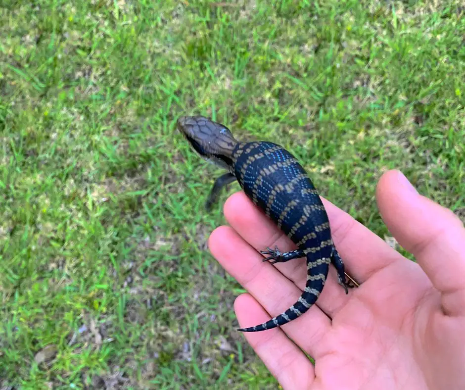 A young Blue Tongue Skink is lying on hand