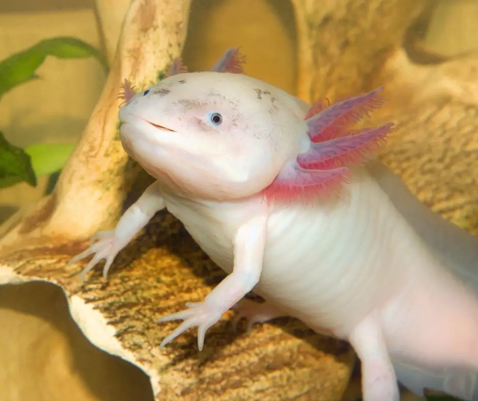 An adult axolotl