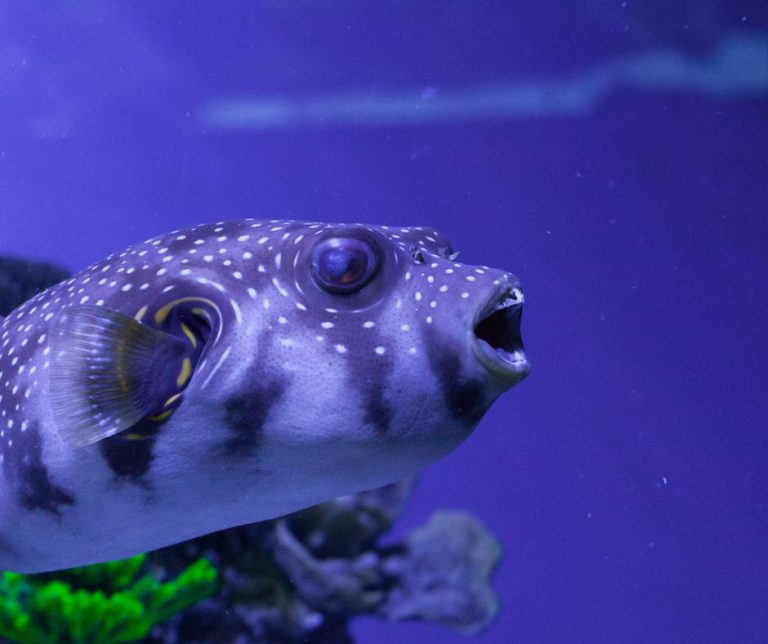 How to Trim Puffer Fish Teeth