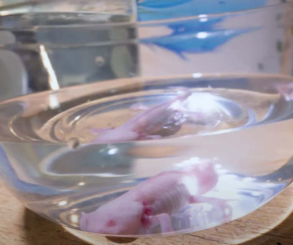 An axolotl is lying in a large bowl