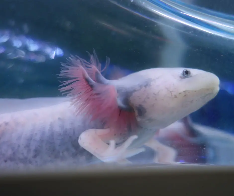 An axolotl with Gill Growth