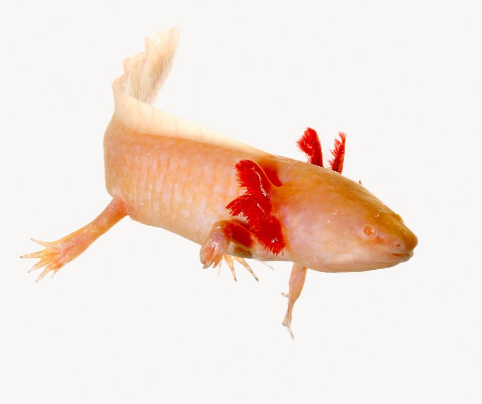 Axolotl 