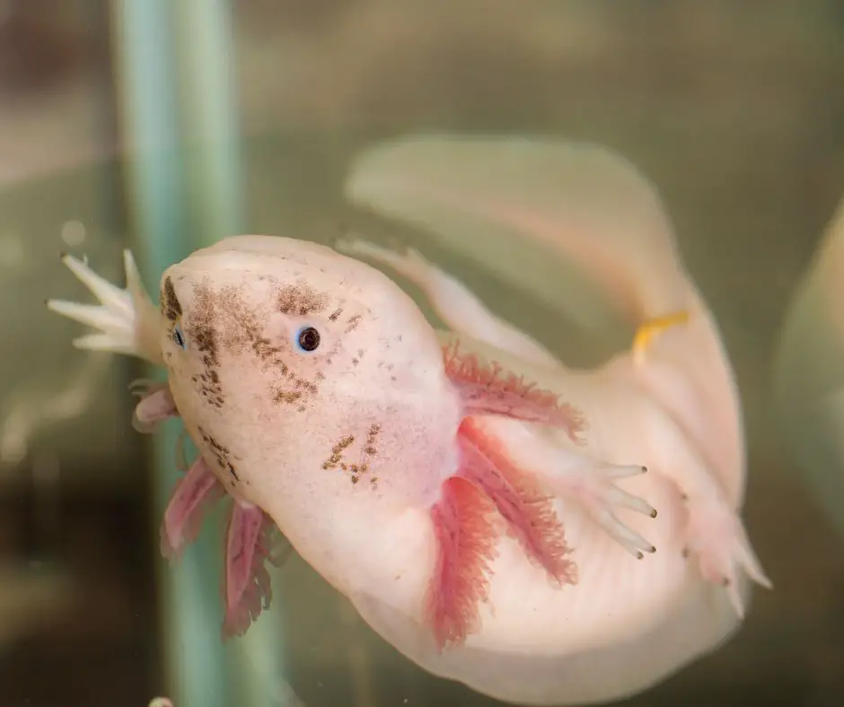 Axolotl Upside Down