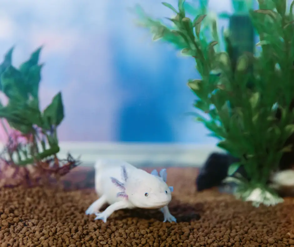 Axolotl crawling on the substrate of the tank