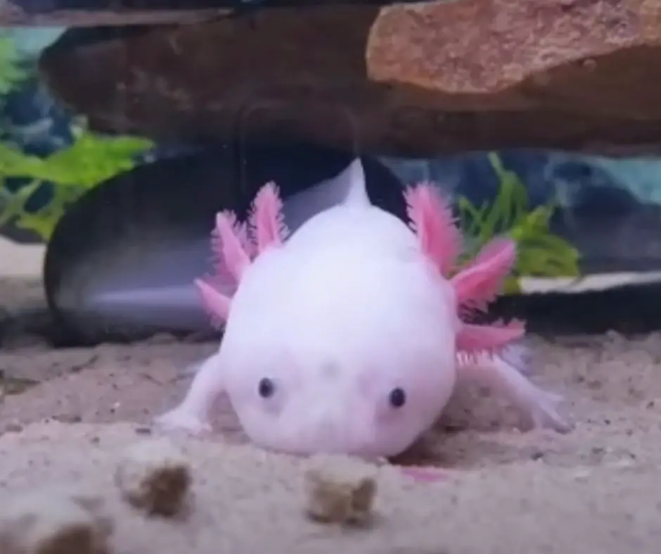 Axolotl is approaching the pellets