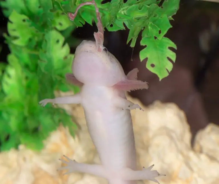 How Long Can Axolotls Go Without Food?