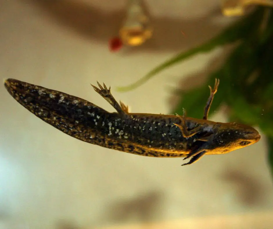 Axolotl is floating in the tank