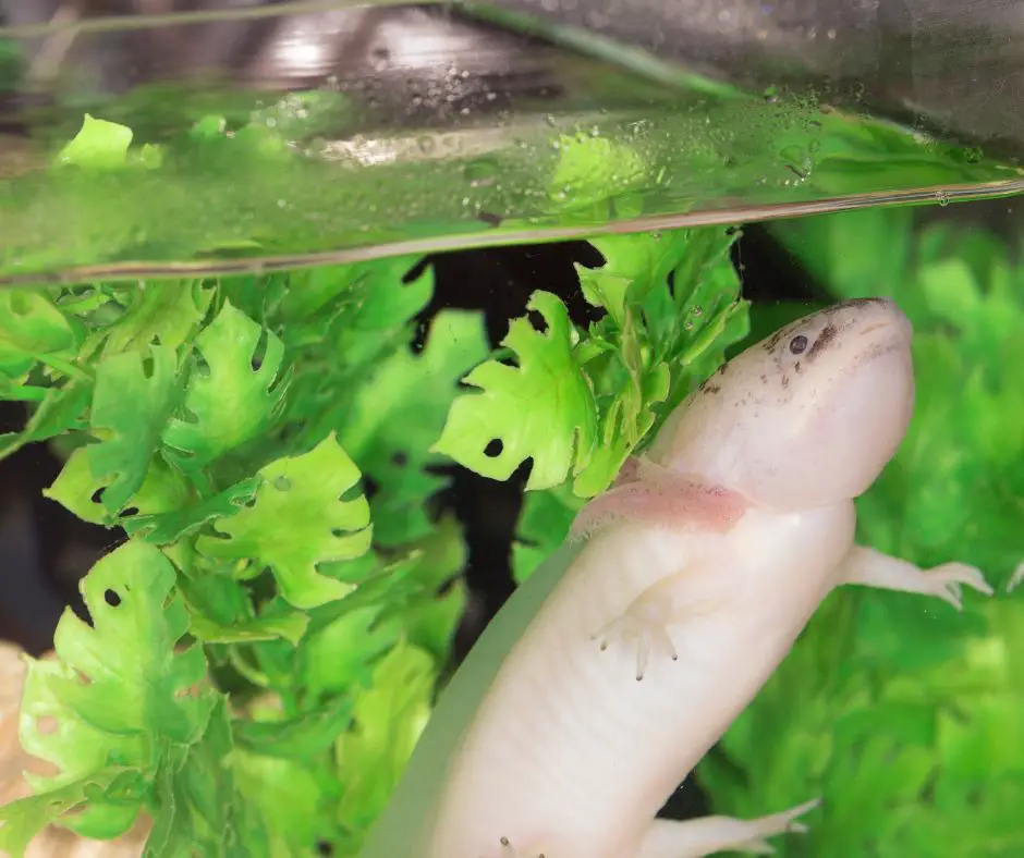 Axolotl is floating on the surface of the tank