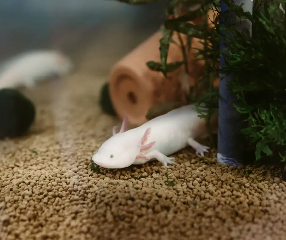 Axolotl is living in a clean tank 