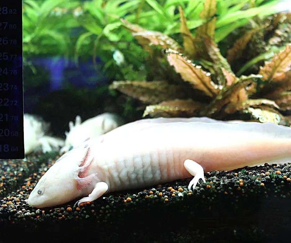 Axolotl is living in the tank have Tetra AquaSafe