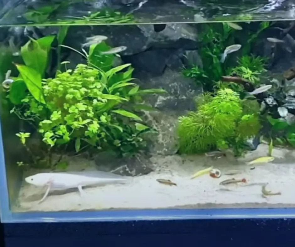Axolotl is living with other fish