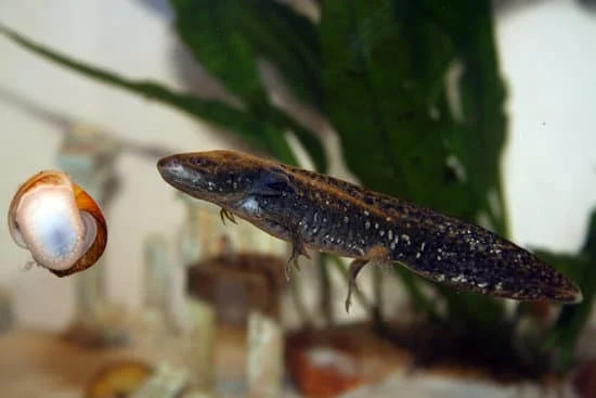 Axolotl is living with snails