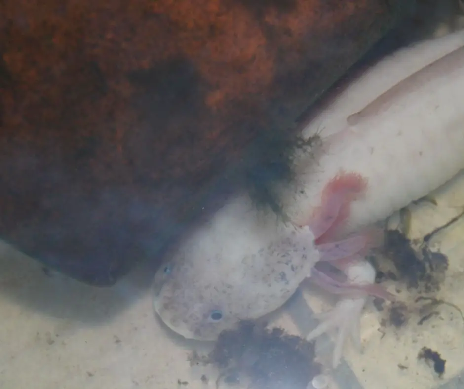 Axolotl is lying in a dirty tank