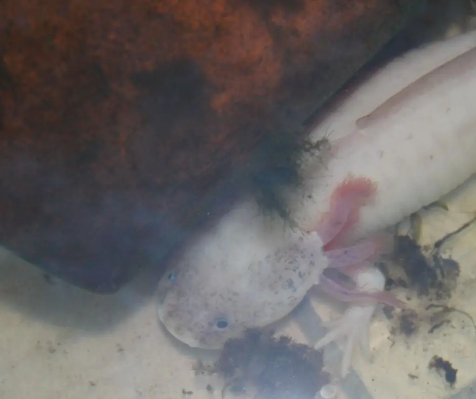 How Long Can Axolotls Go Without Food?