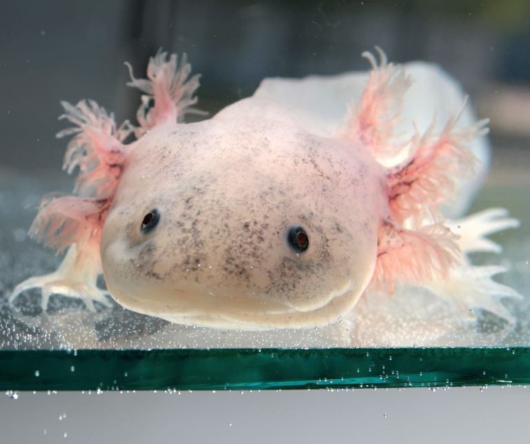 How To Transfer Axolotl and Prevent Temperature Shock