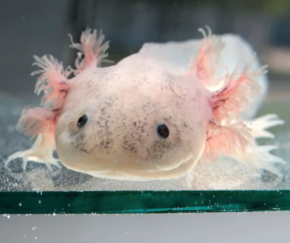 Axolotl is lying in a glass tank